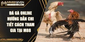 Đá gà online - Hướng dẫn chi tiết cách tham gia tại M88